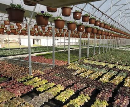 Reynolds Greenhouses en Hot Springs