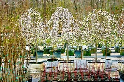 Tidewater Trees - Sales & Transplant