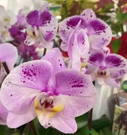 EP Garden Center en Alexandria (VA)