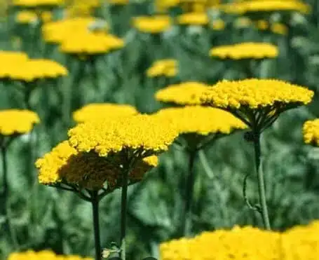 Meadows Farms Nursery & Landscaping en Falls Church