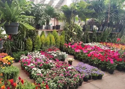 Mercado de las Flores