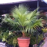 Venta de palmas en los Viveros Flora